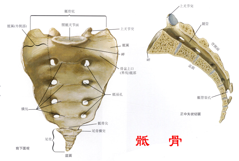 邵陽創(chuàng)傷骨科,邵陽風濕病區(qū),邵陽骨質(zhì)增生,邵陽關節(jié)病區(qū),邵陽頸椎病區(qū)